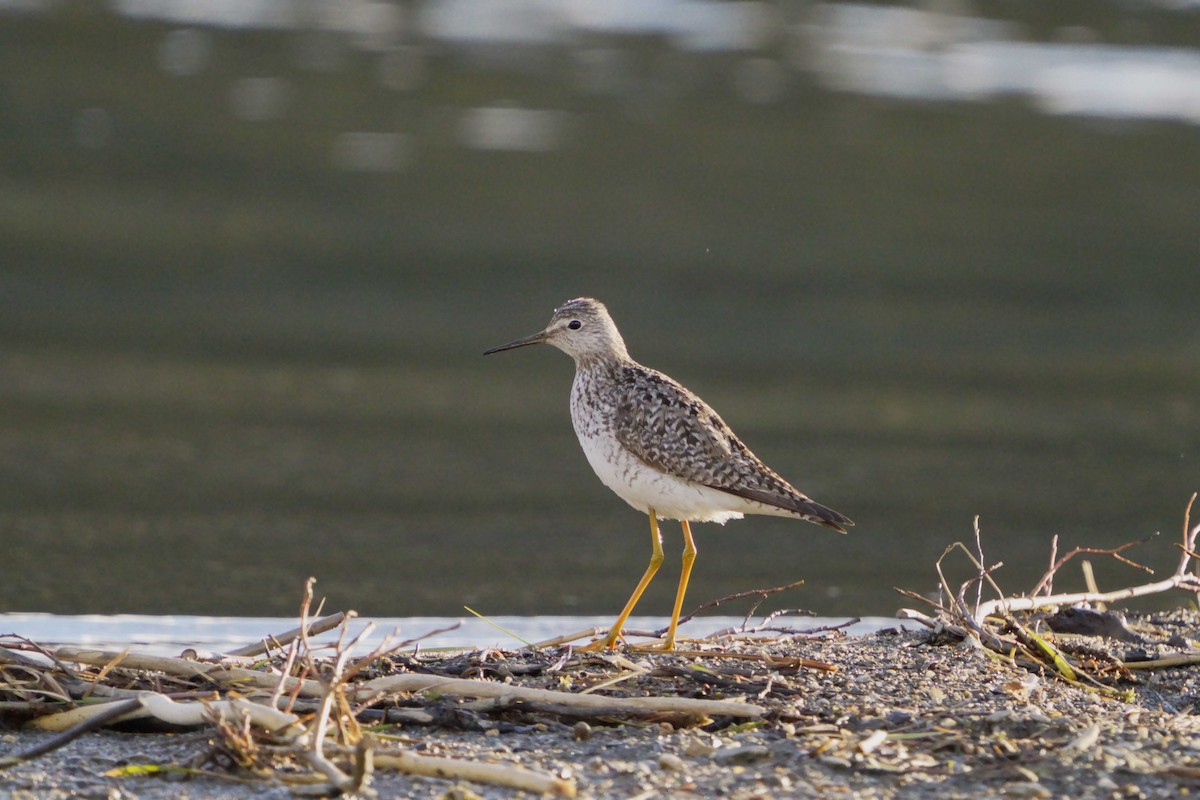 Lesser Yellowlegs - ML620759677