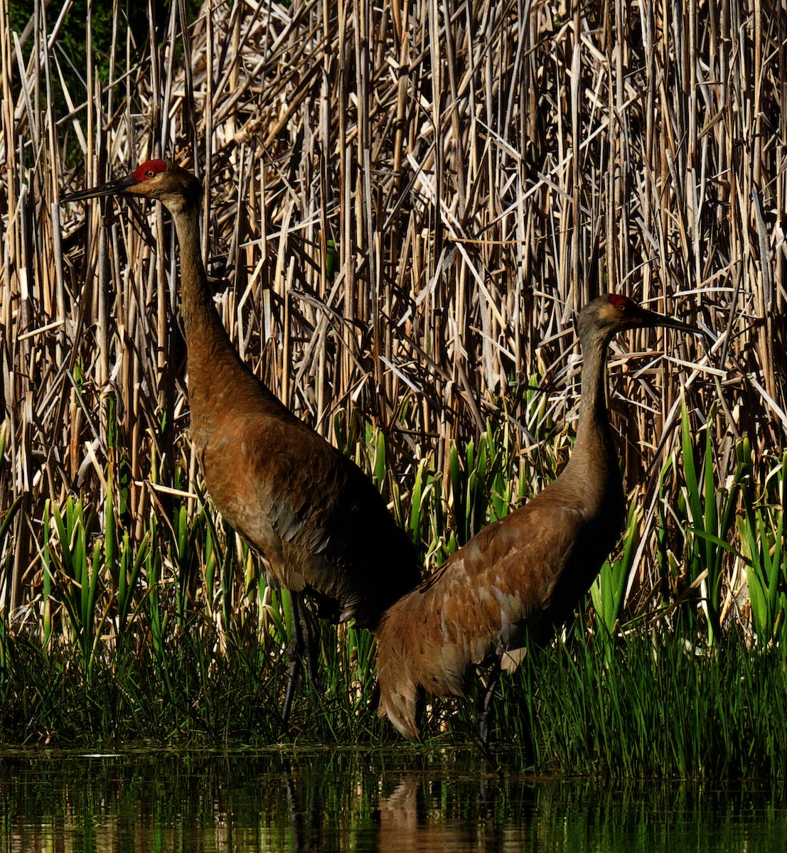 Sandhill Crane - ML620759679