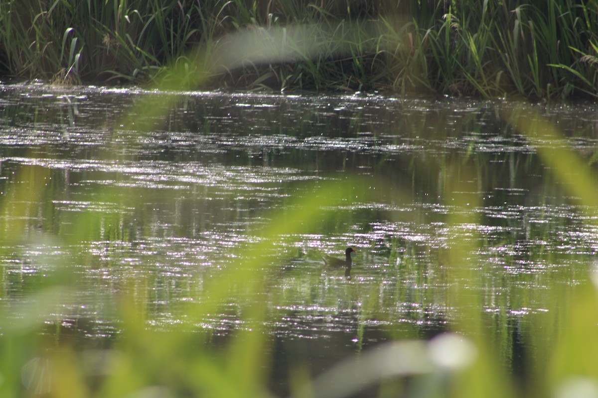 Common Gallinule - Nathan Taylor