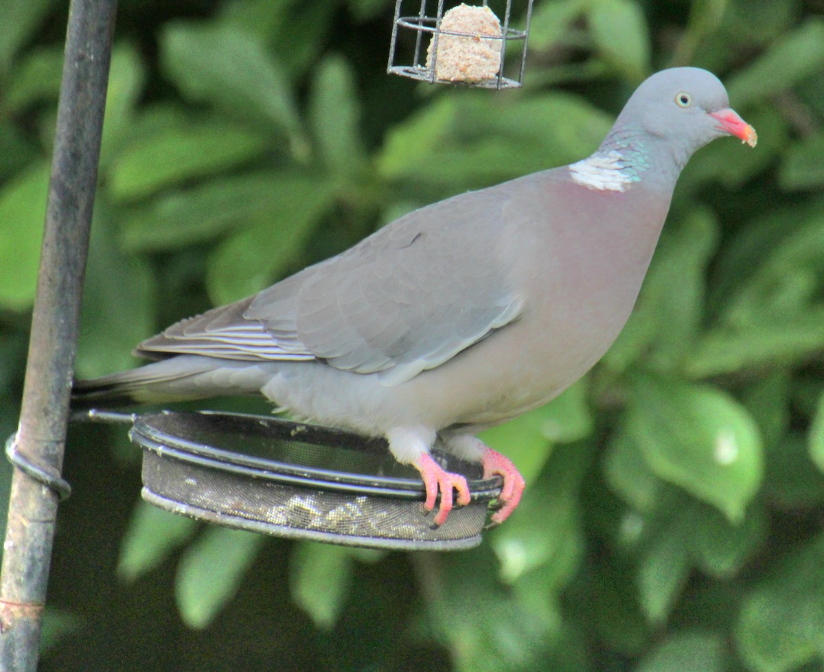 Common Wood-Pigeon (White-necked) - ML620759686