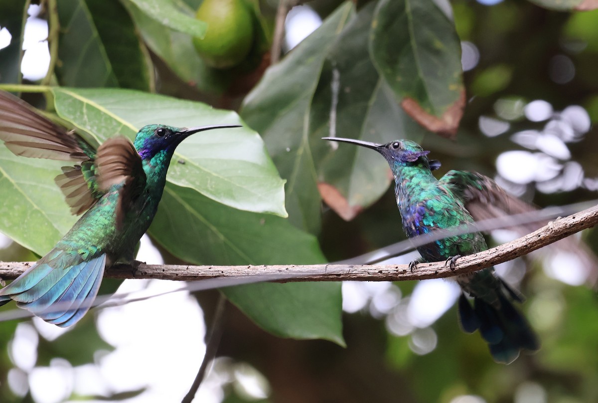 Colibrí Rutilante - ML620759687