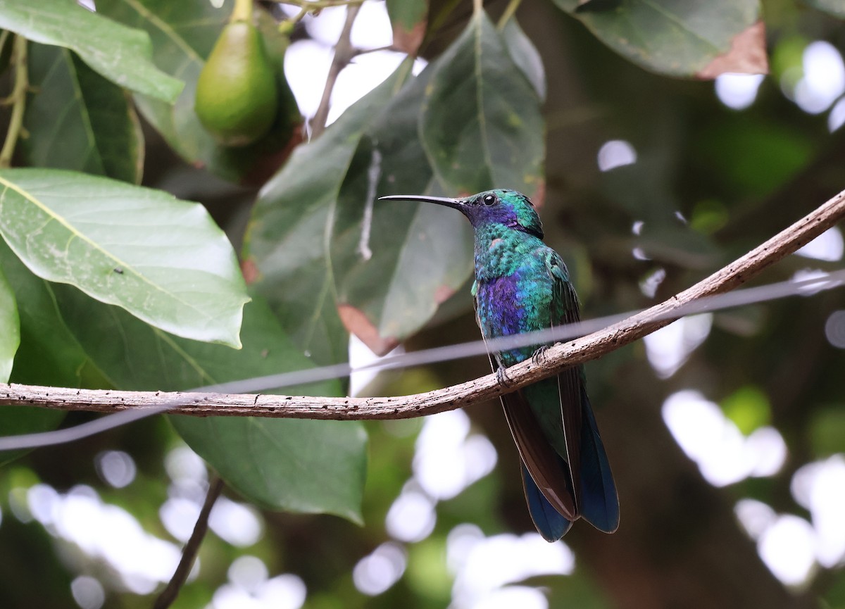 kolibřík modrolící - ML620759689