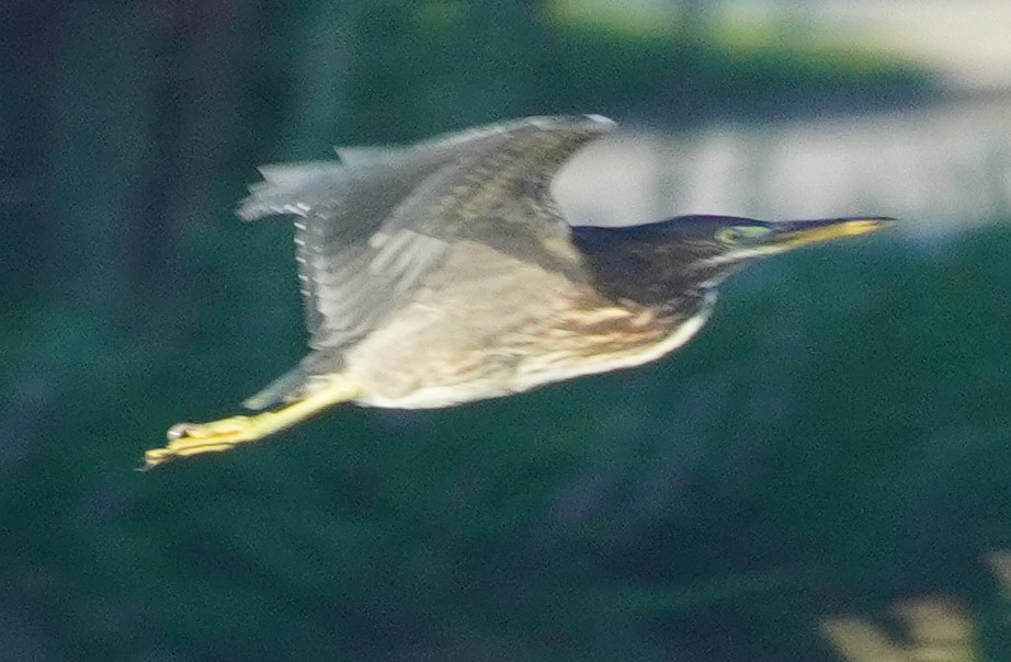 Green Heron - ML620759690