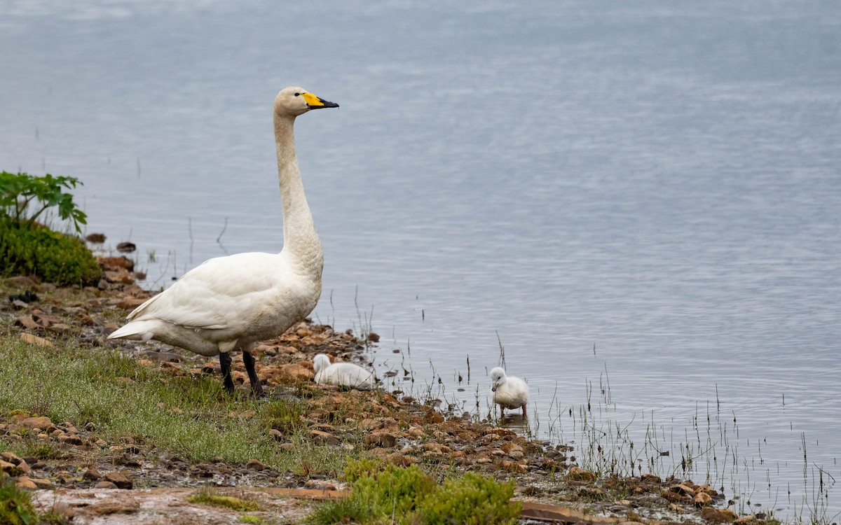 Whooper Swan - ML620759691