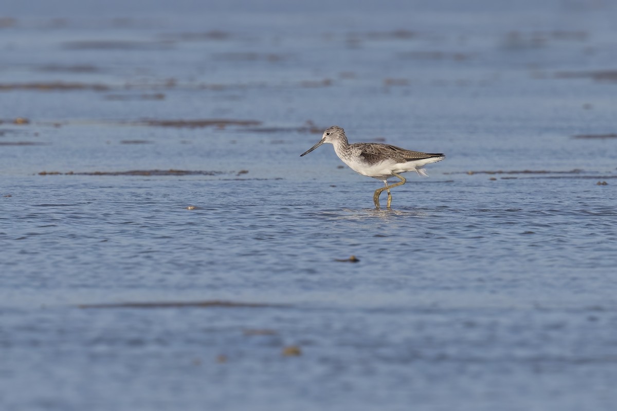 Common Redshank - ML620759692