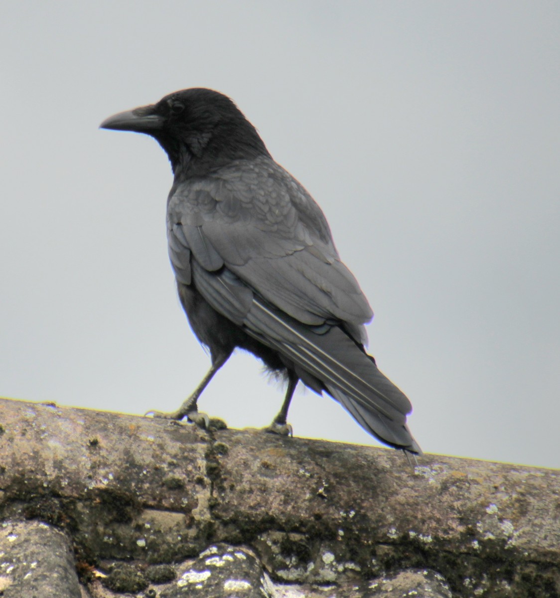 Carrion Crow (Western) - ML620759693