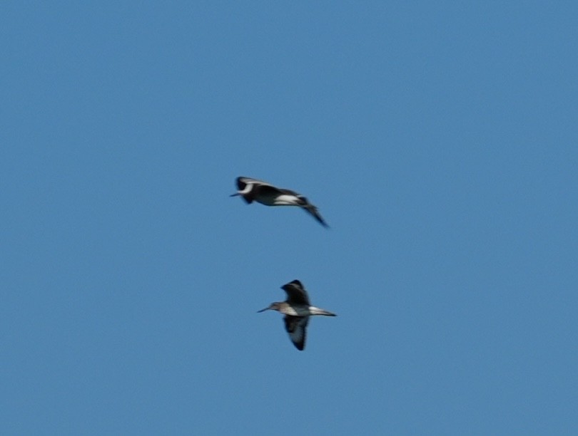 Gaviota Guanaguanare - ML620759694