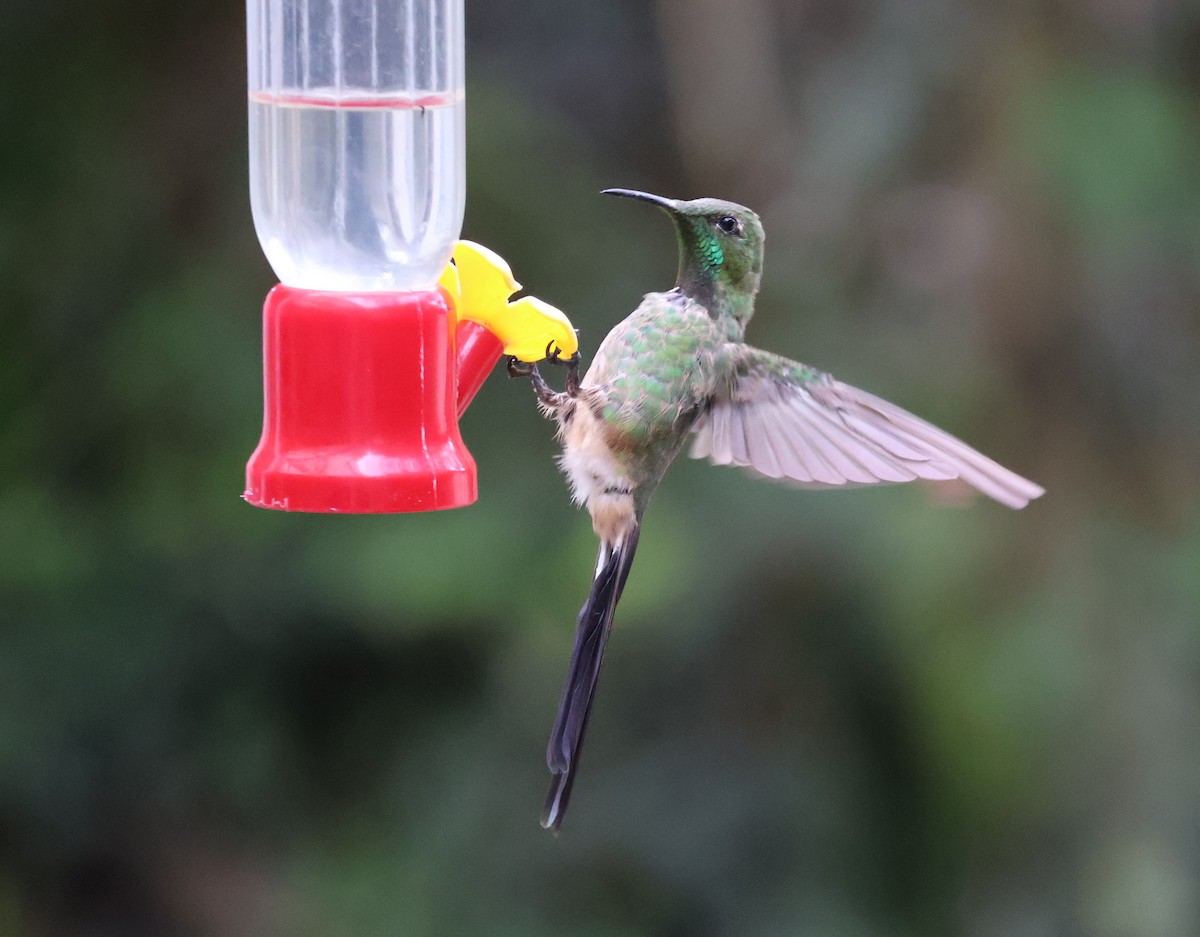 Black-tailed Trainbearer - ML620759696