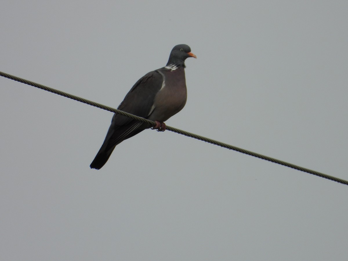 Common Wood-Pigeon - ML620759698