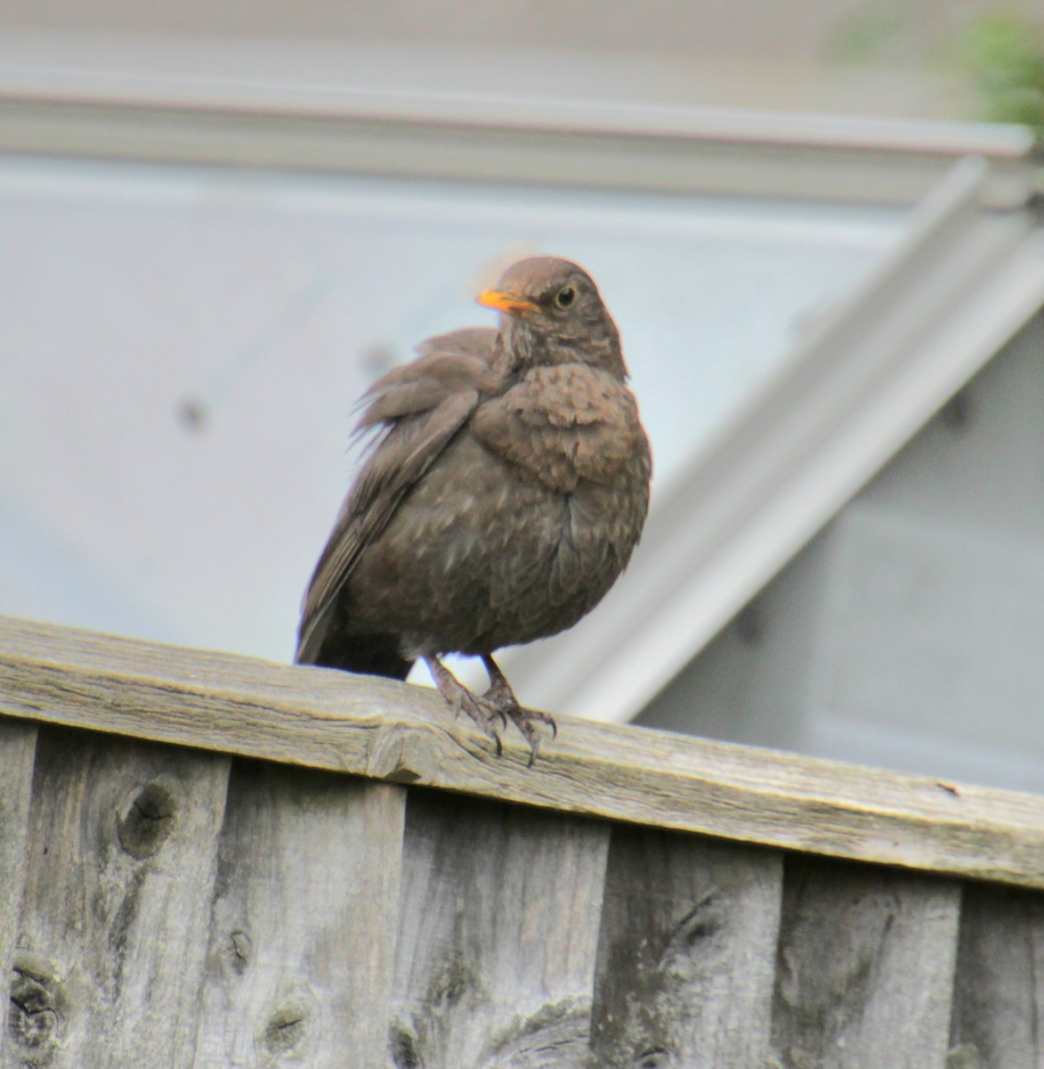 Eurasian Blackbird - ML620759699