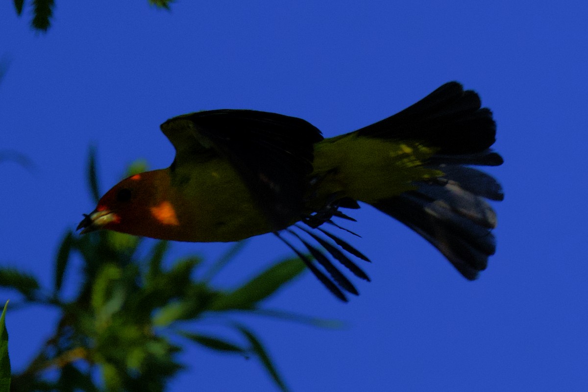 Western Tanager - gene collins