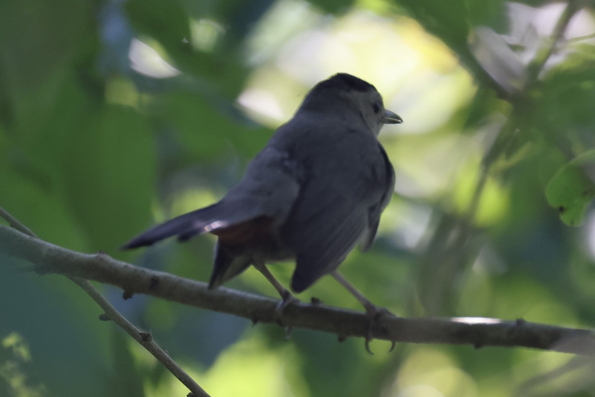 Gray Catbird - ML620759705