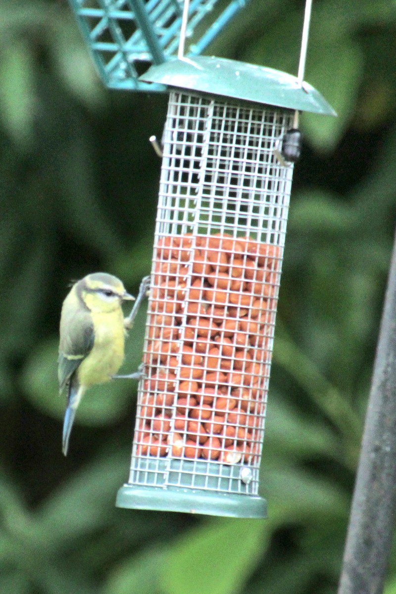 Eurasian Blue Tit - ML620759706