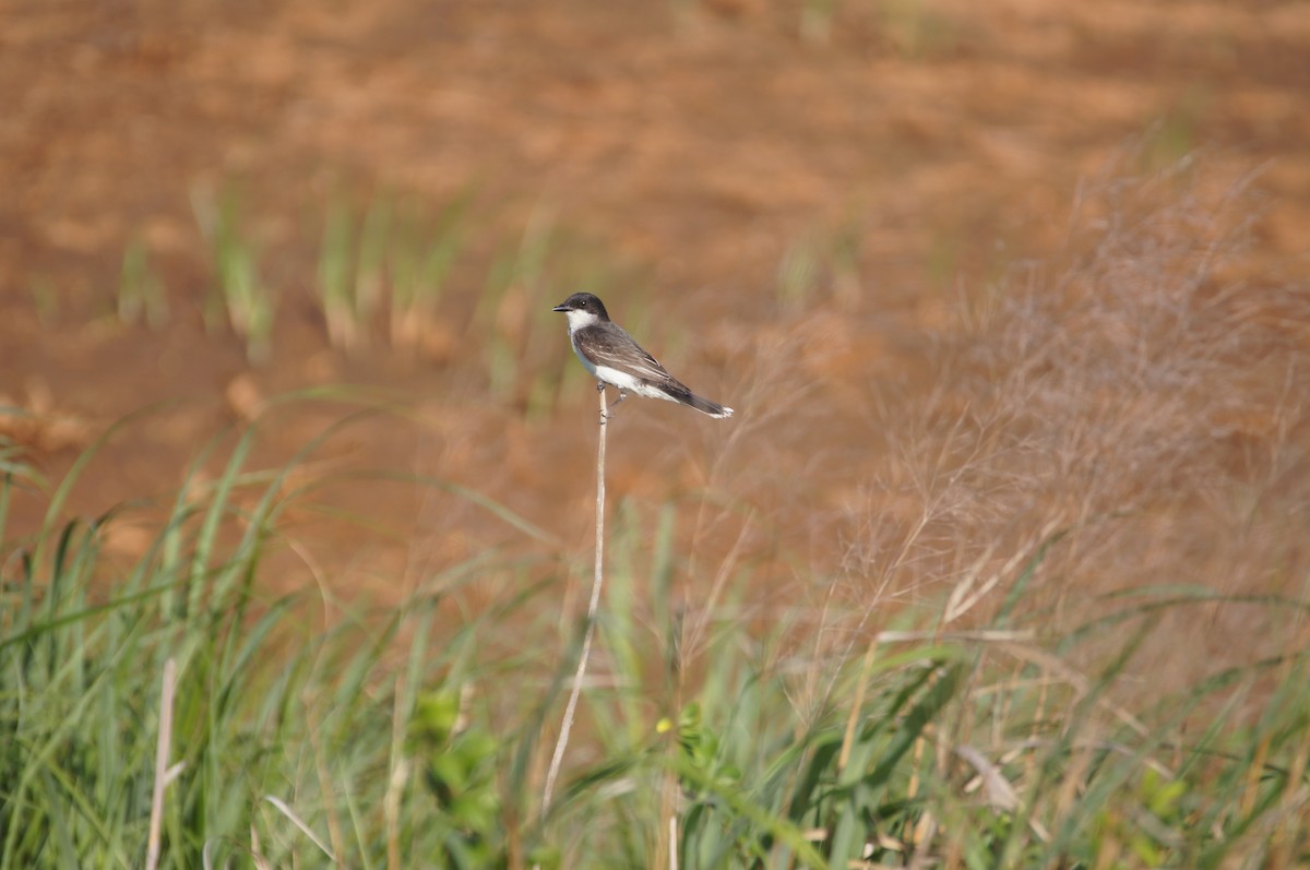 Eastern Kingbird - ML620759708