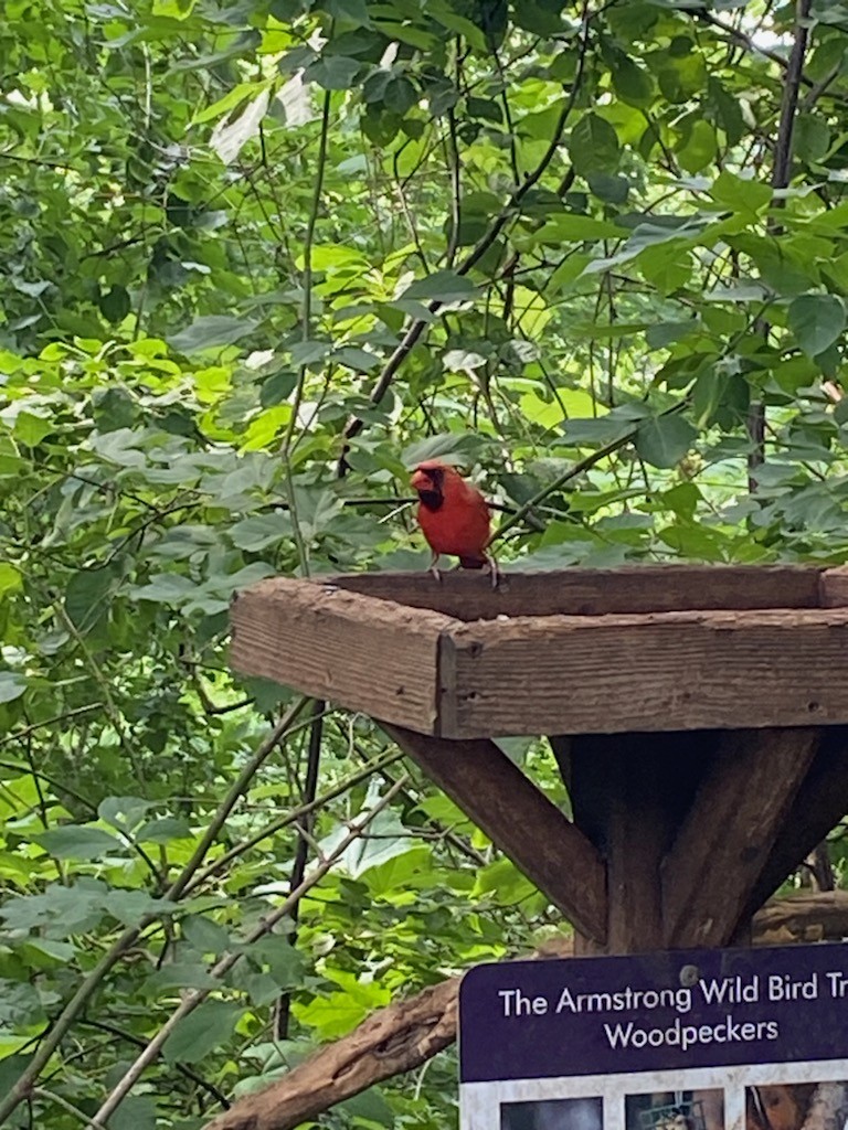 Cardinal rouge - ML620759710