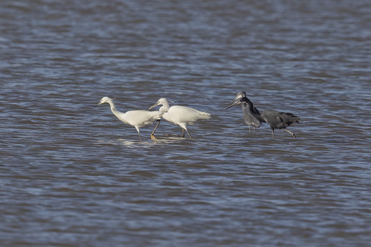 Western Reef-Heron - ML620759715