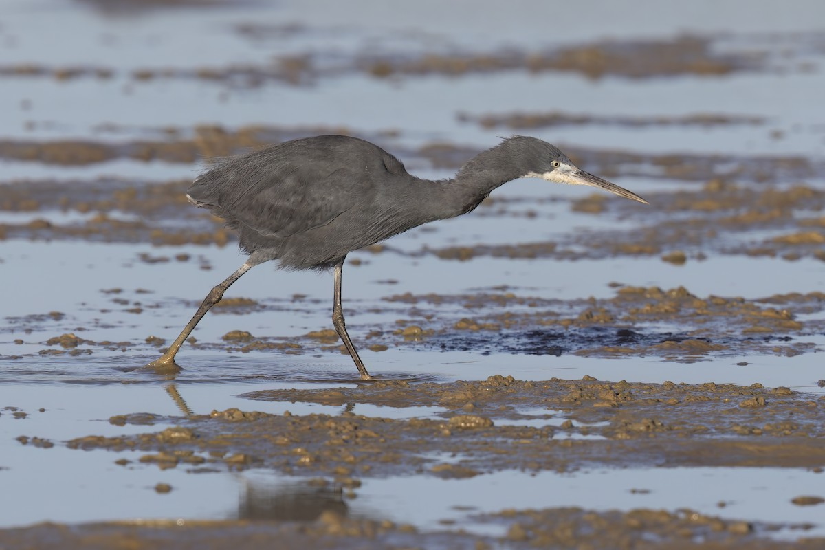 Western Reef-Heron - ML620759716