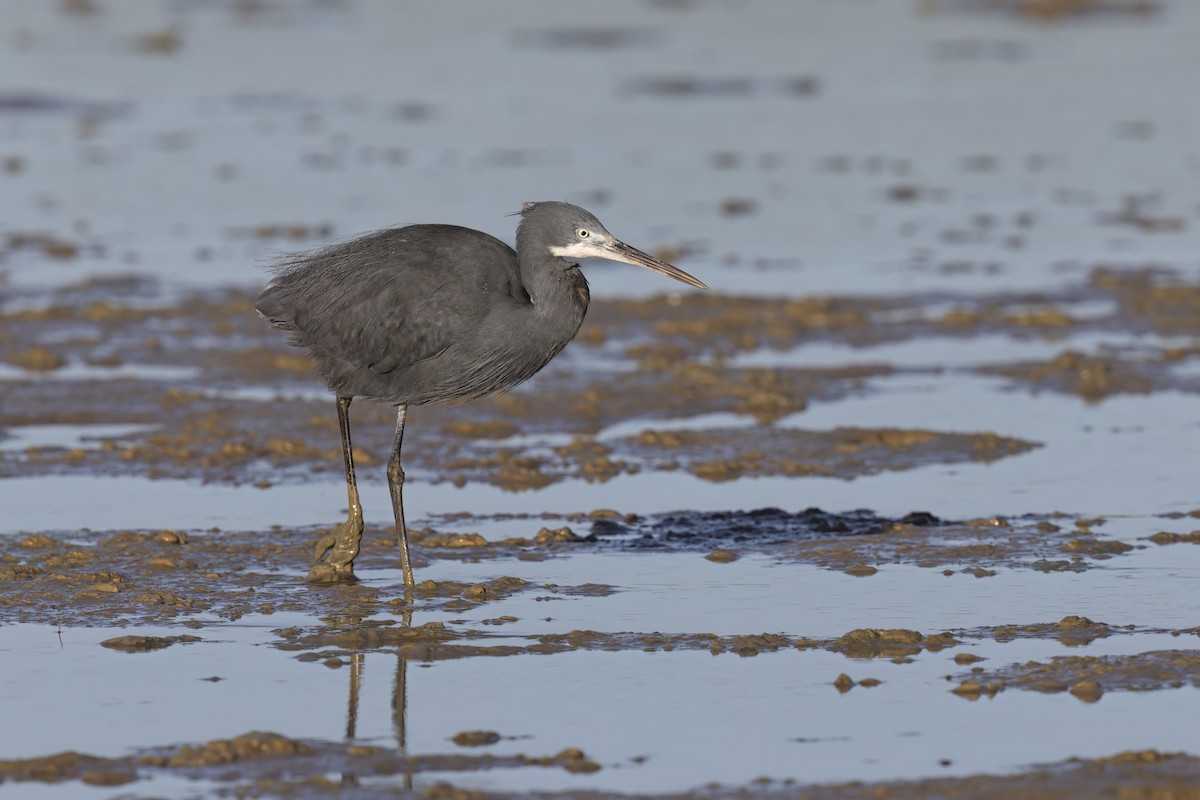 Western Reef-Heron - ML620759717