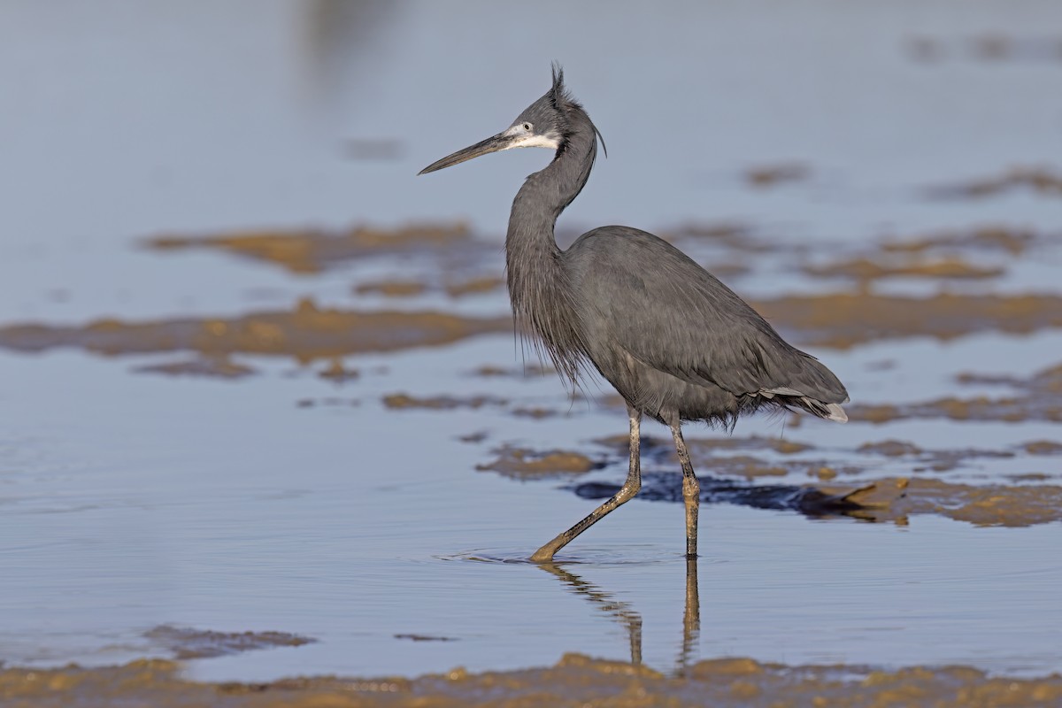 Western Reef-Heron - ML620759718