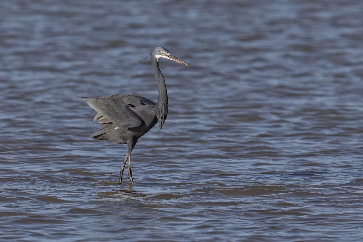 Western Reef-Heron - ML620759720