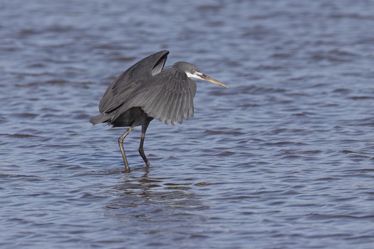 Western Reef-Heron - ML620759721