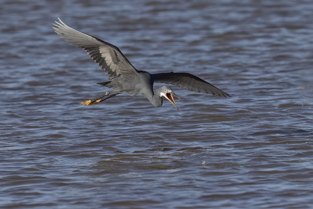 Western Reef-Heron - ML620759722