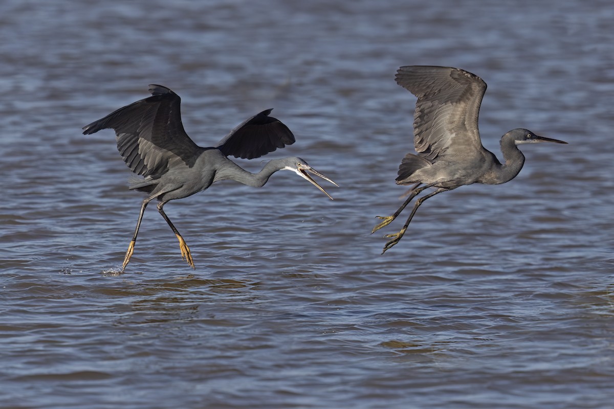 Western Reef-Heron - ML620759723