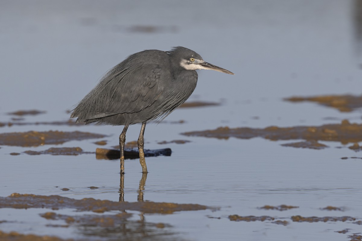 Western Reef-Heron - ML620759724