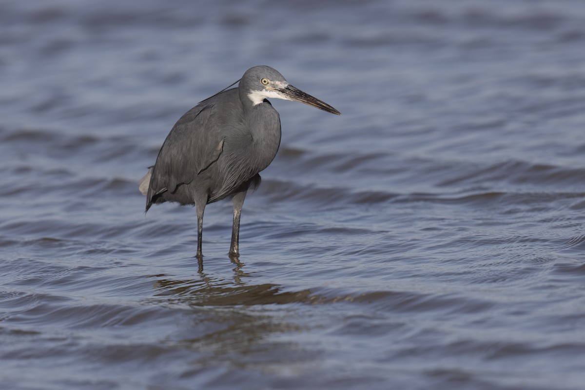 Western Reef-Heron - ML620759725