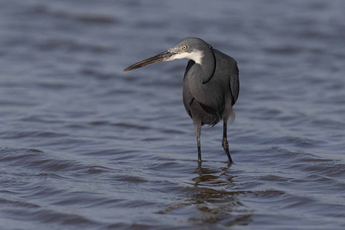 Western Reef-Heron - ML620759726