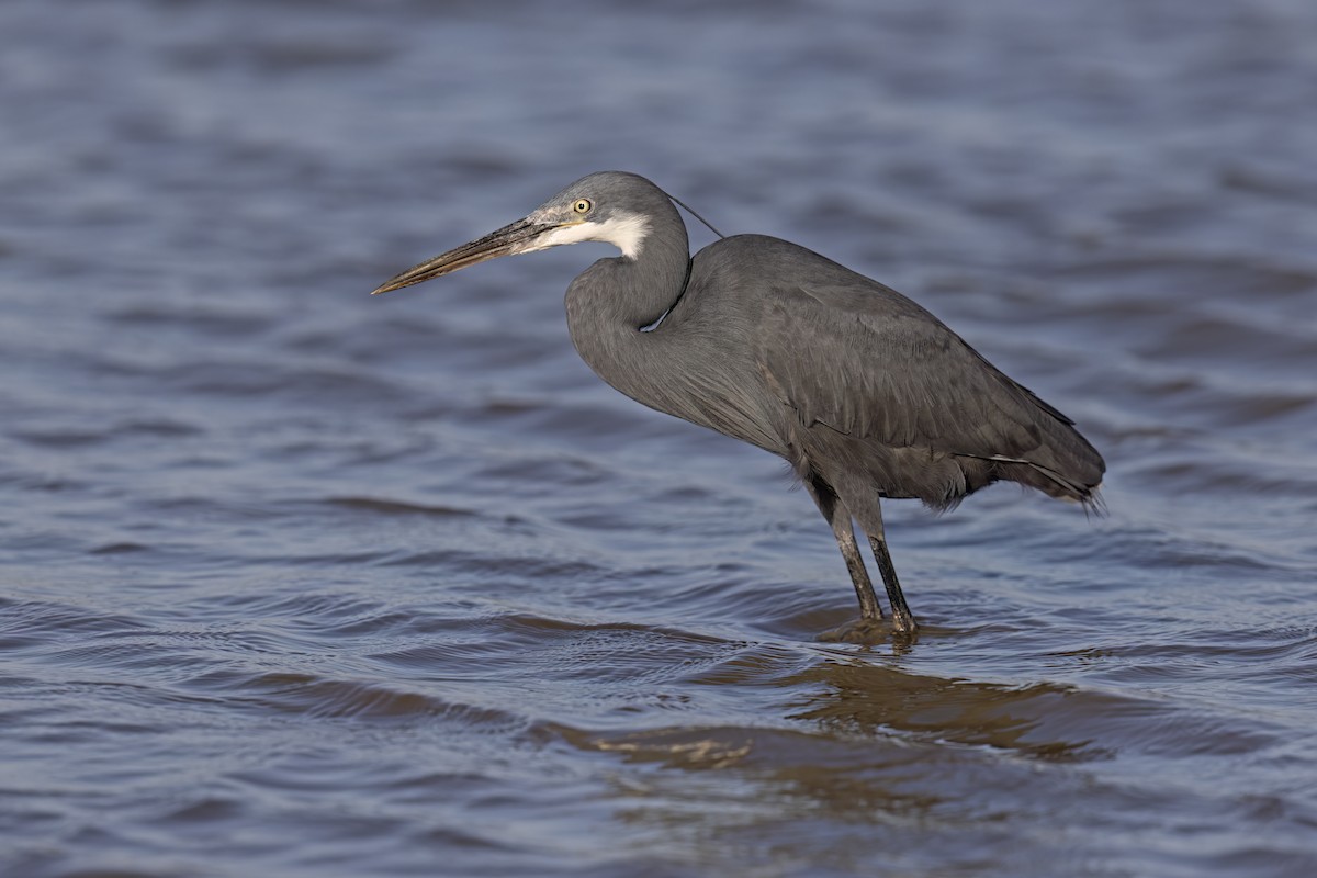 Western Reef-Heron - ML620759727