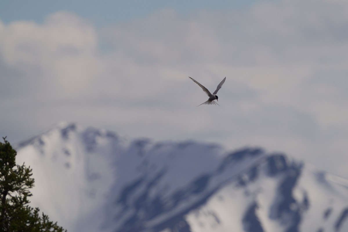 Arctic Tern - ML620759729