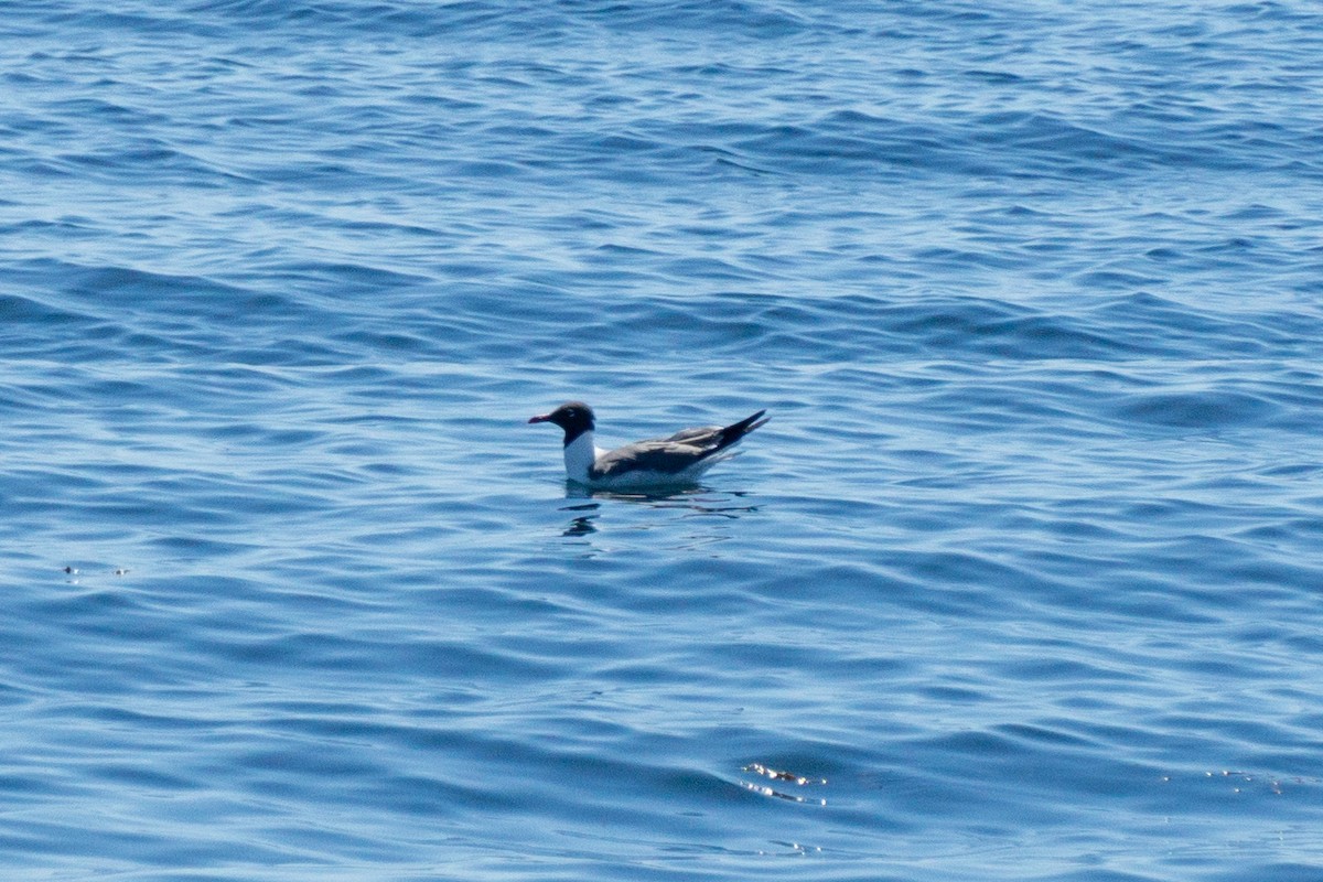 Laughing Gull - ML620759731