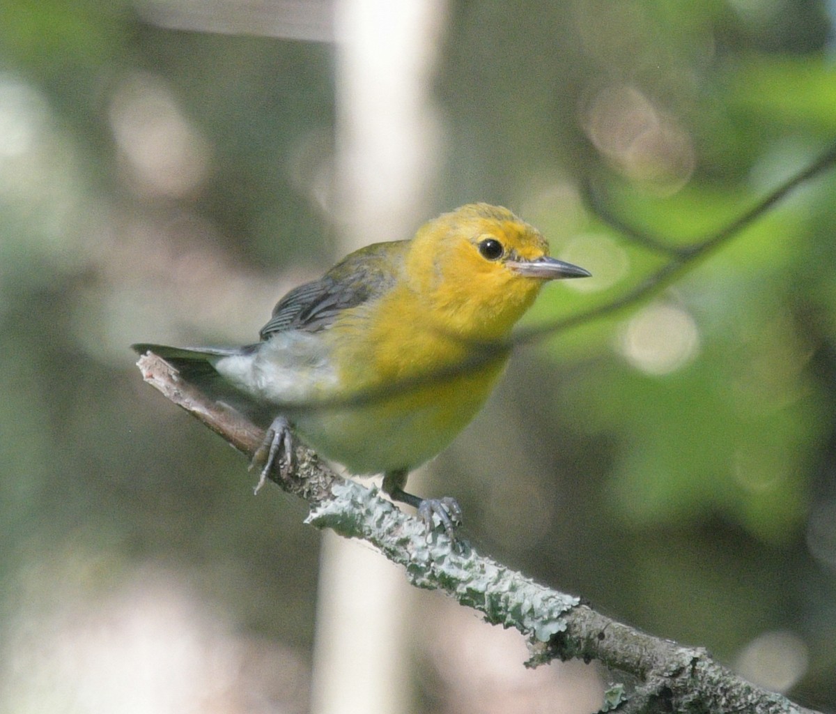 Prothonotary Warbler - ML620759739