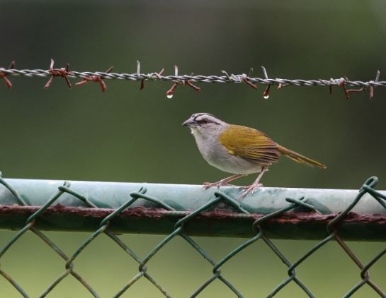 Black-striped Sparrow - ML620759744