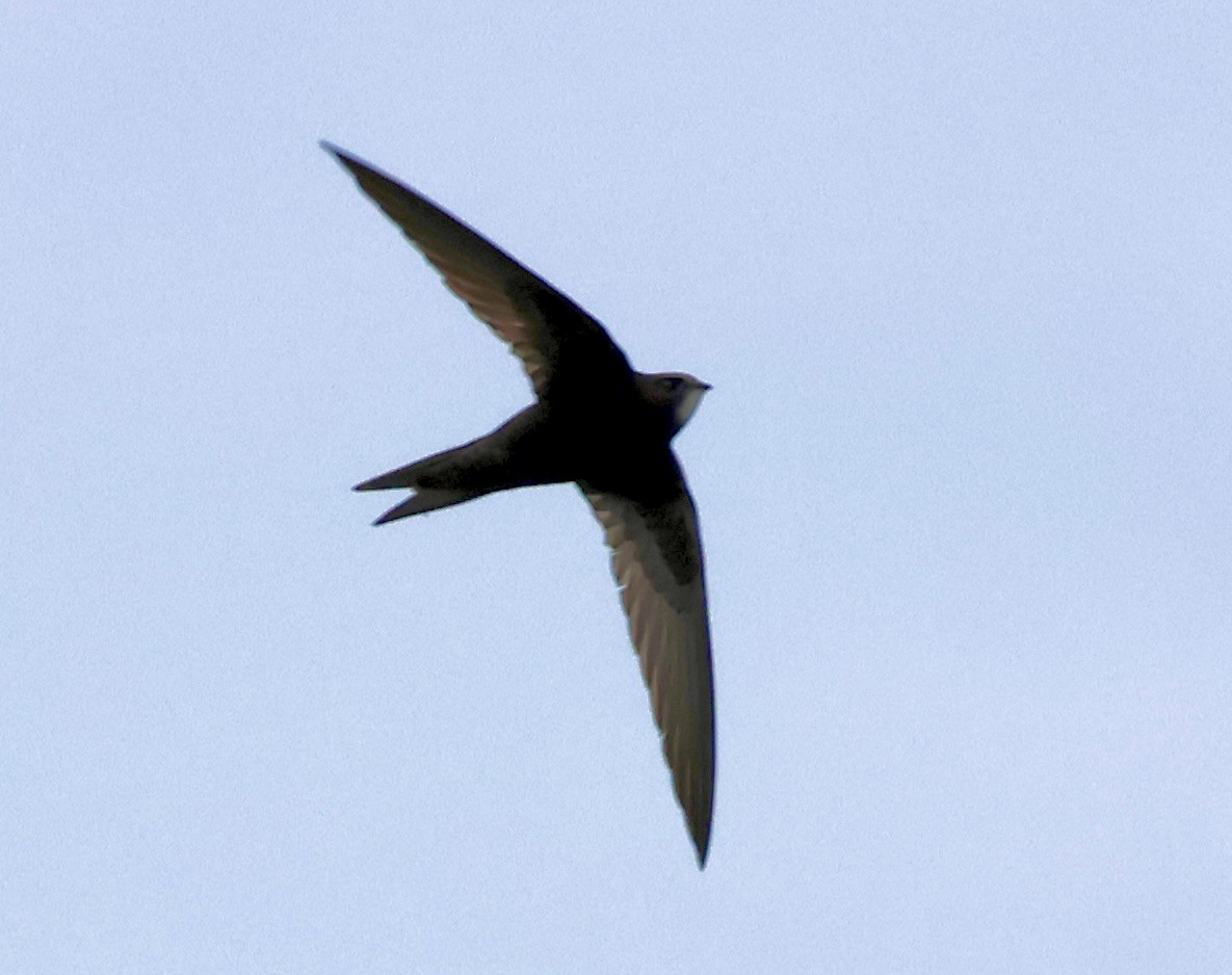 Common Swift - ML620759746