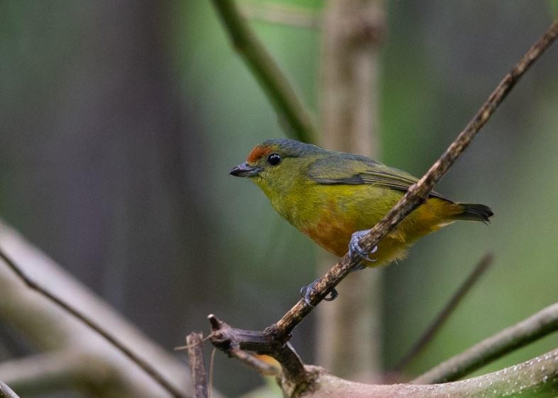 Spot-crowned Euphonia - ML620759747