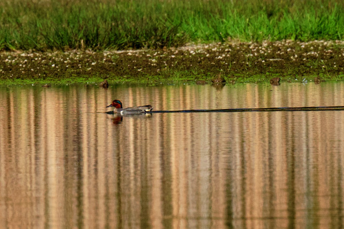 Green-winged Teal - ML620759751