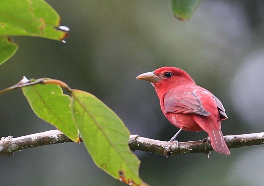 Summer Tanager - ML620759753