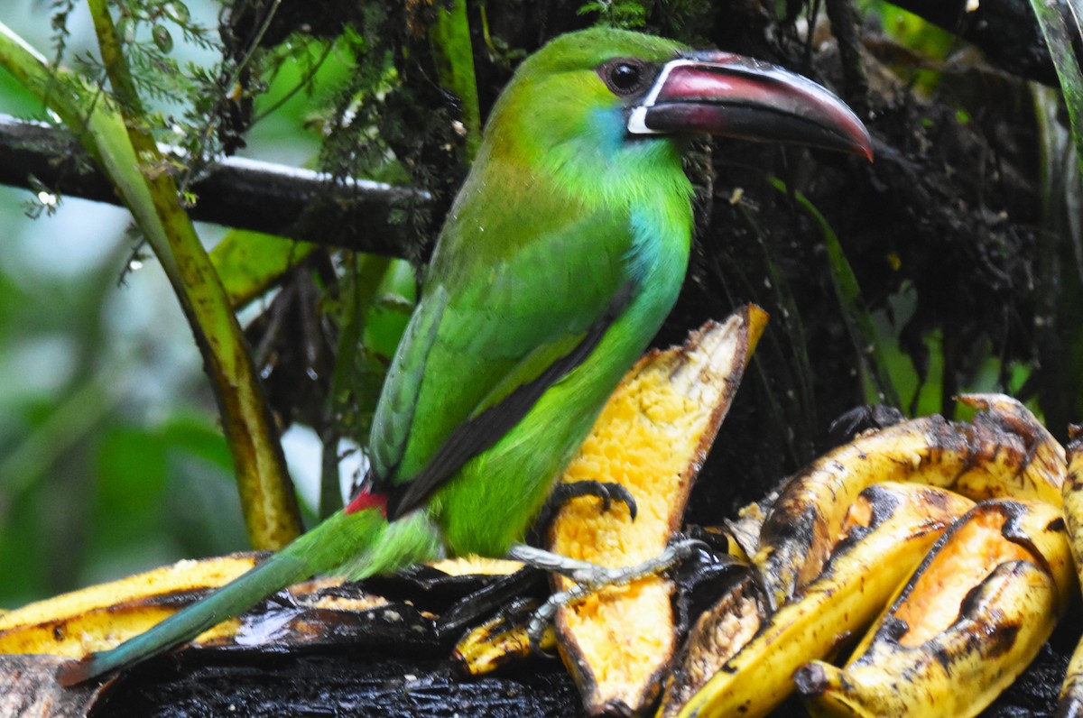 Crimson-rumped Toucanet - ML620759755