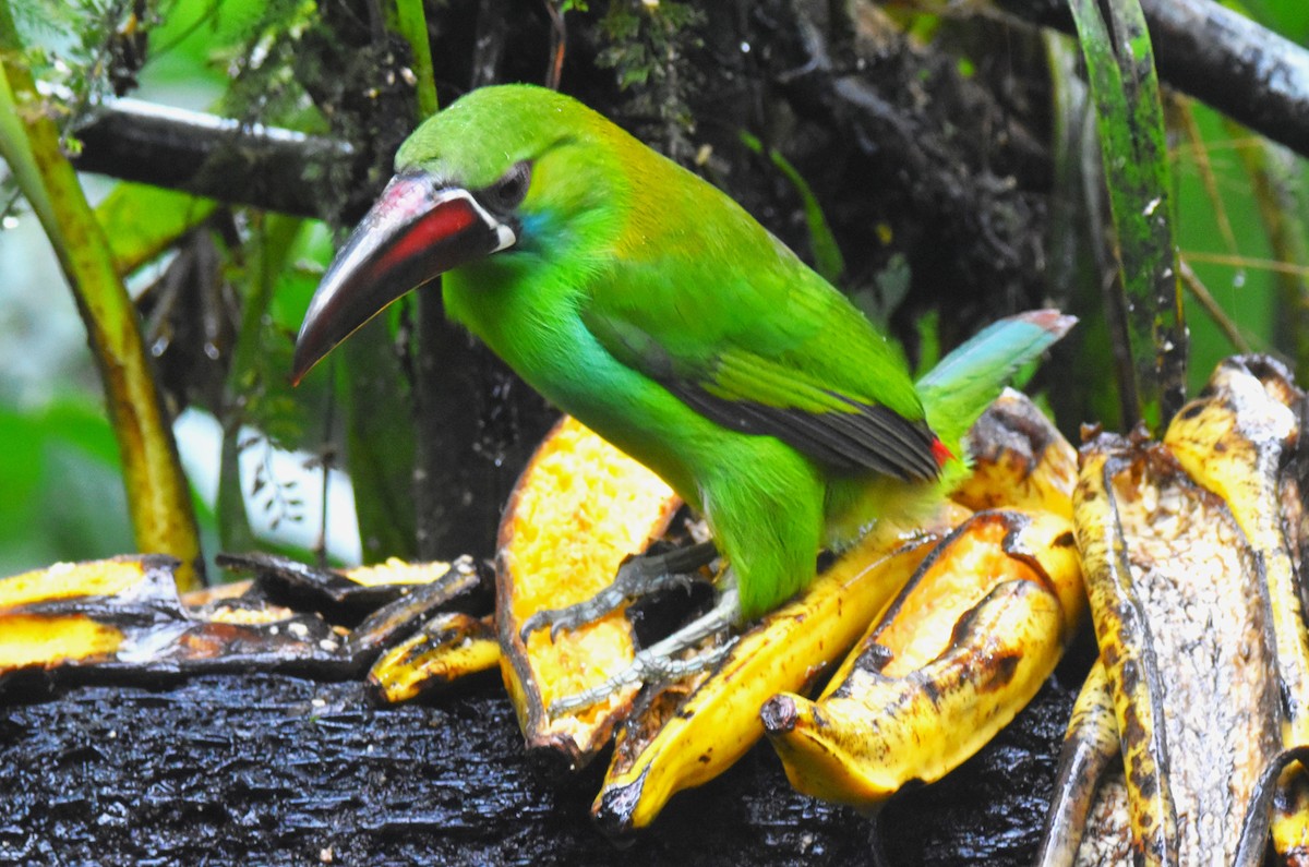 Crimson-rumped Toucanet - ML620759756