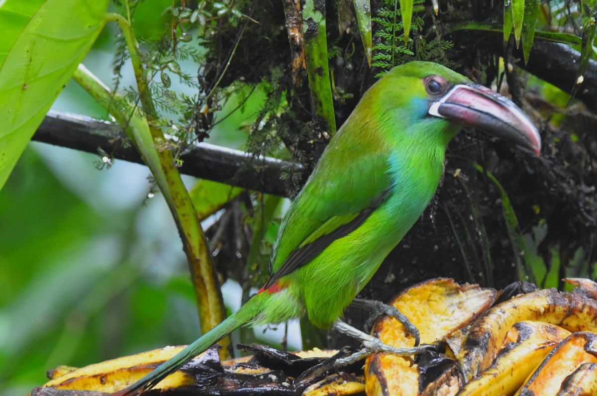 Crimson-rumped Toucanet - ML620759758