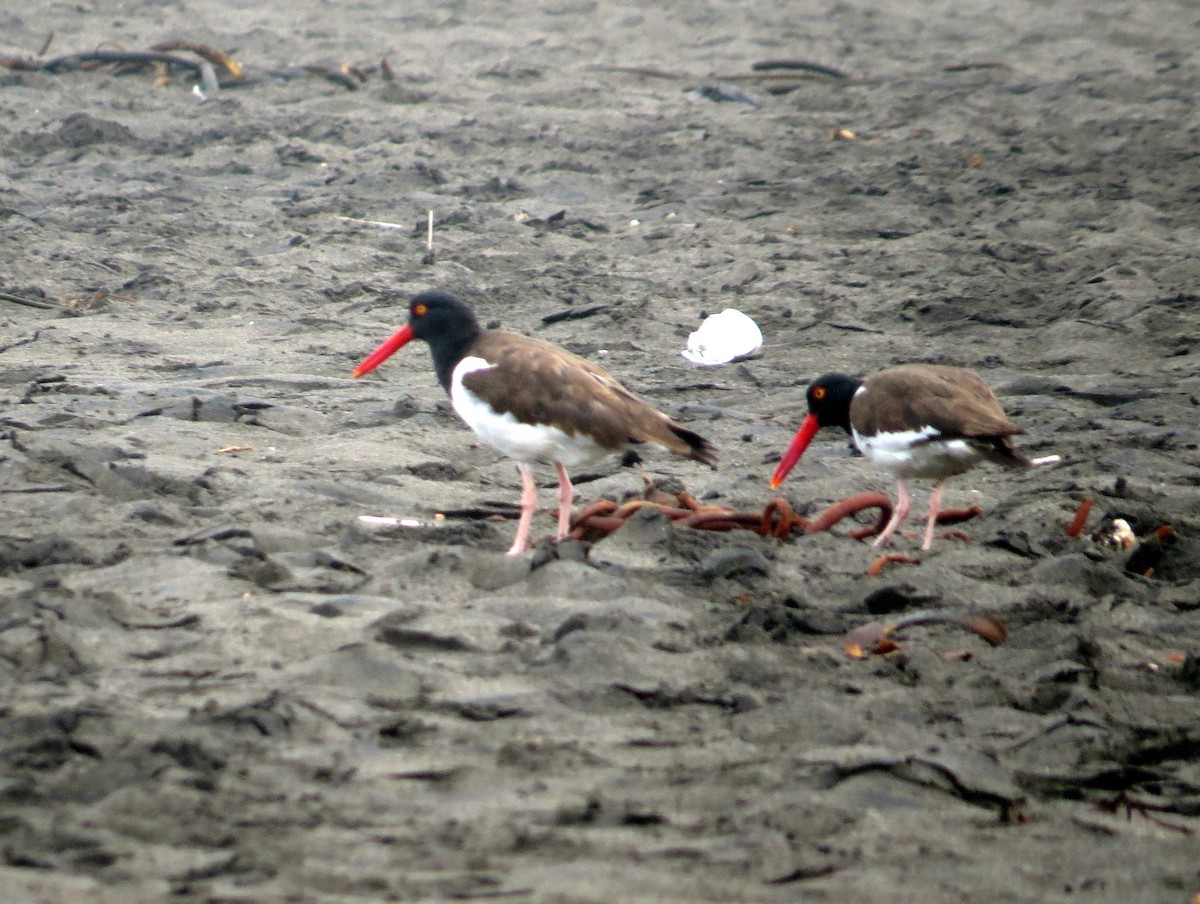 American Oystercatcher - ML620759760