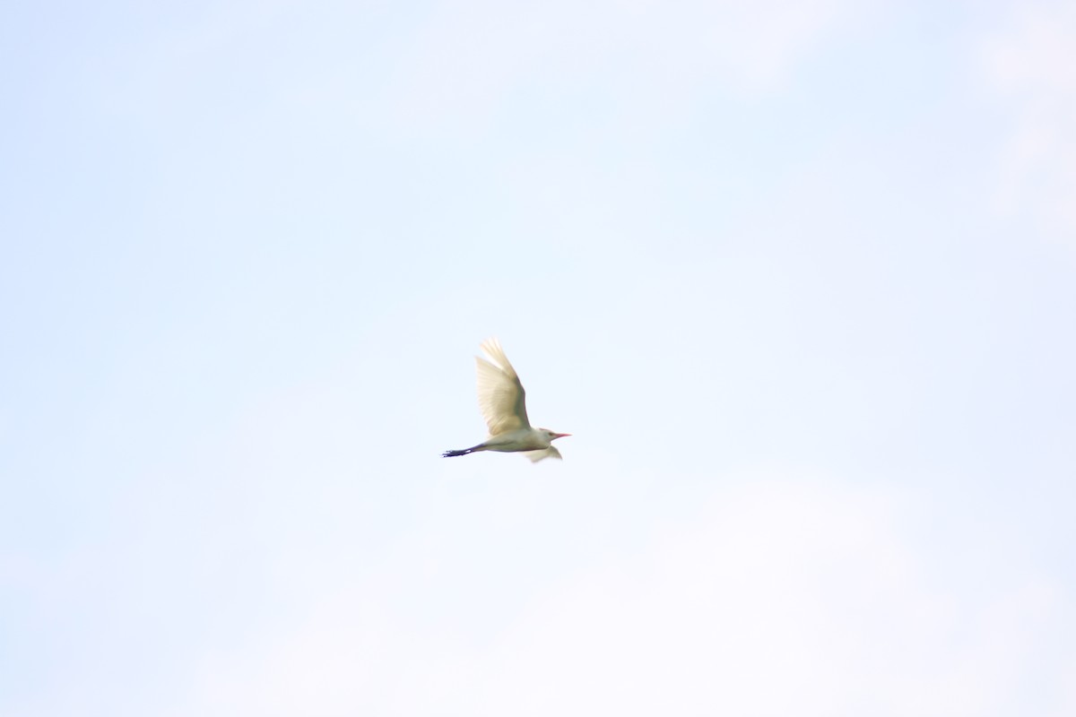 Western Cattle Egret - ML620759761