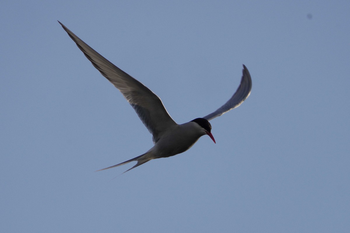 Arctic Tern - ML620759764