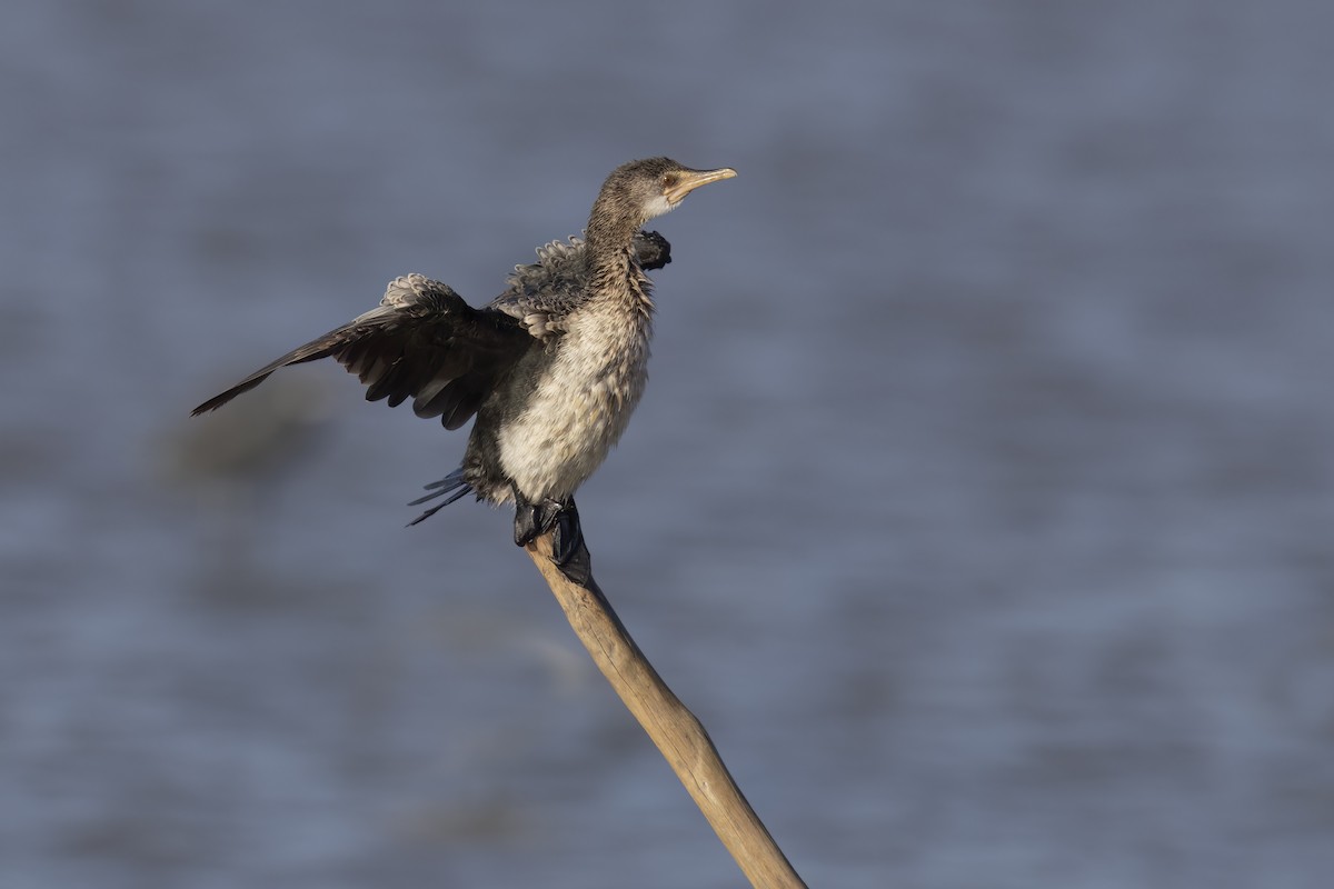 Reed Cormorant - ML620759774