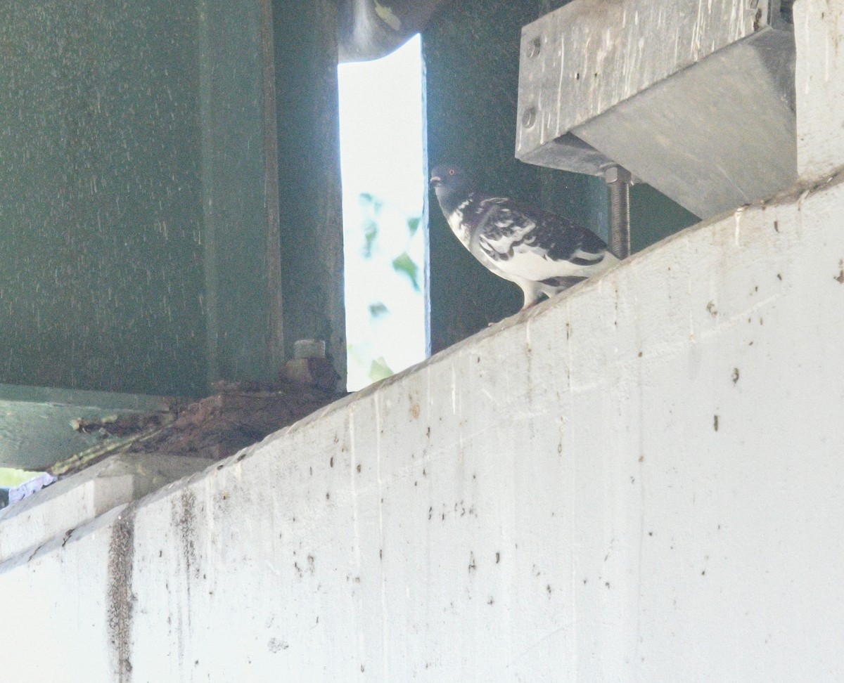 Rock Pigeon (Feral Pigeon) - ML620759776