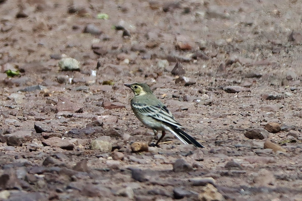 Western Yellow Wagtail - ML620759777