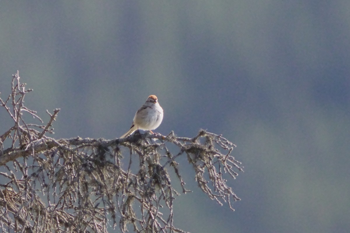 Tree Swallow - ML620759790