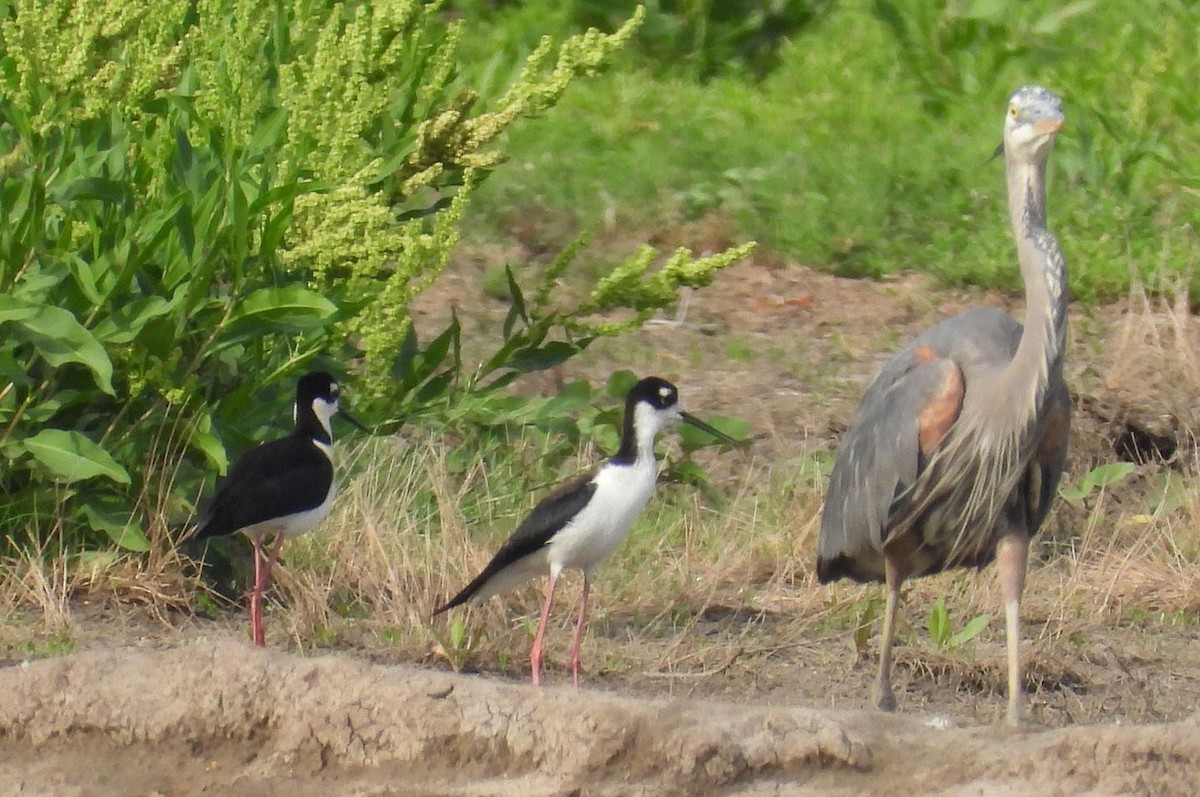 Black-necked Stilt - Joseph Cepeda